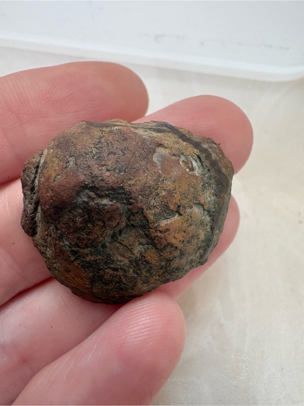 Shell fossil Oklahoma